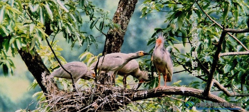 “两山”理念与美丽中国丨炊烟袅袅处,朱鹮翩翩飞 “两山”理念与美丽中国丨炊烟袅袅处,朱鹮翩翩飞