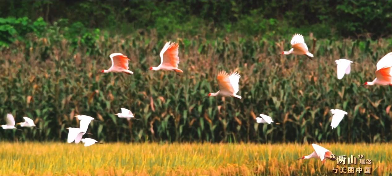 “两山”理念与美丽中国丨炊烟袅袅处,朱鹮翩翩飞 “两山”理念与美丽中国丨炊烟袅袅处,朱鹮翩翩飞
