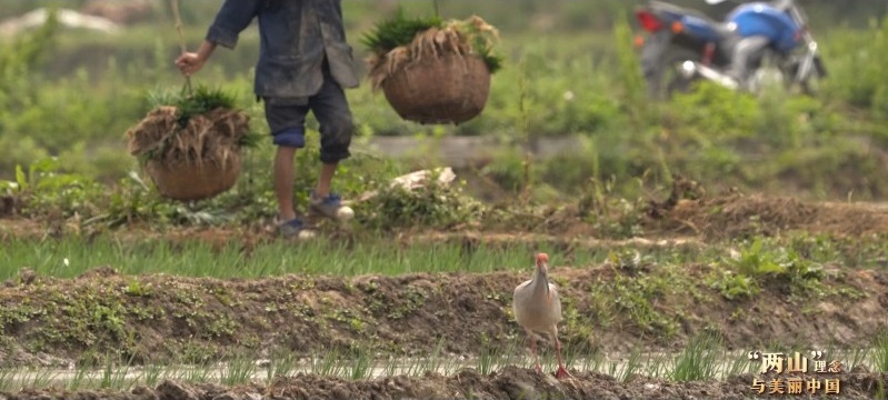 “两山”理念与美丽中国丨炊烟袅袅处,朱鹮翩翩飞 “两山”理念与美丽中国丨炊烟袅袅处,朱鹮翩翩飞