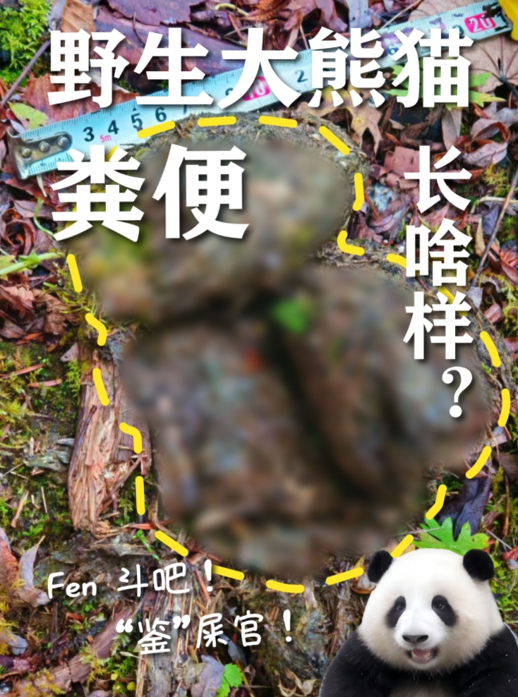 野生大熊猫的粪便长啥样？“鉴”屎官快来看吧