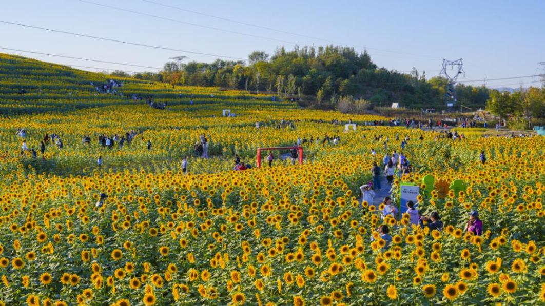 北京市政协委员许槟：艺术赋能绿隔建设 既要生态底色也要人文温度