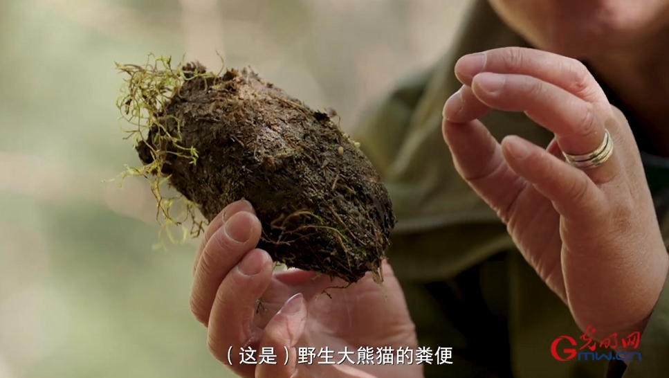 “两山”理念与美丽中国丨国家公园里，藏着野生动植物最动人的生机