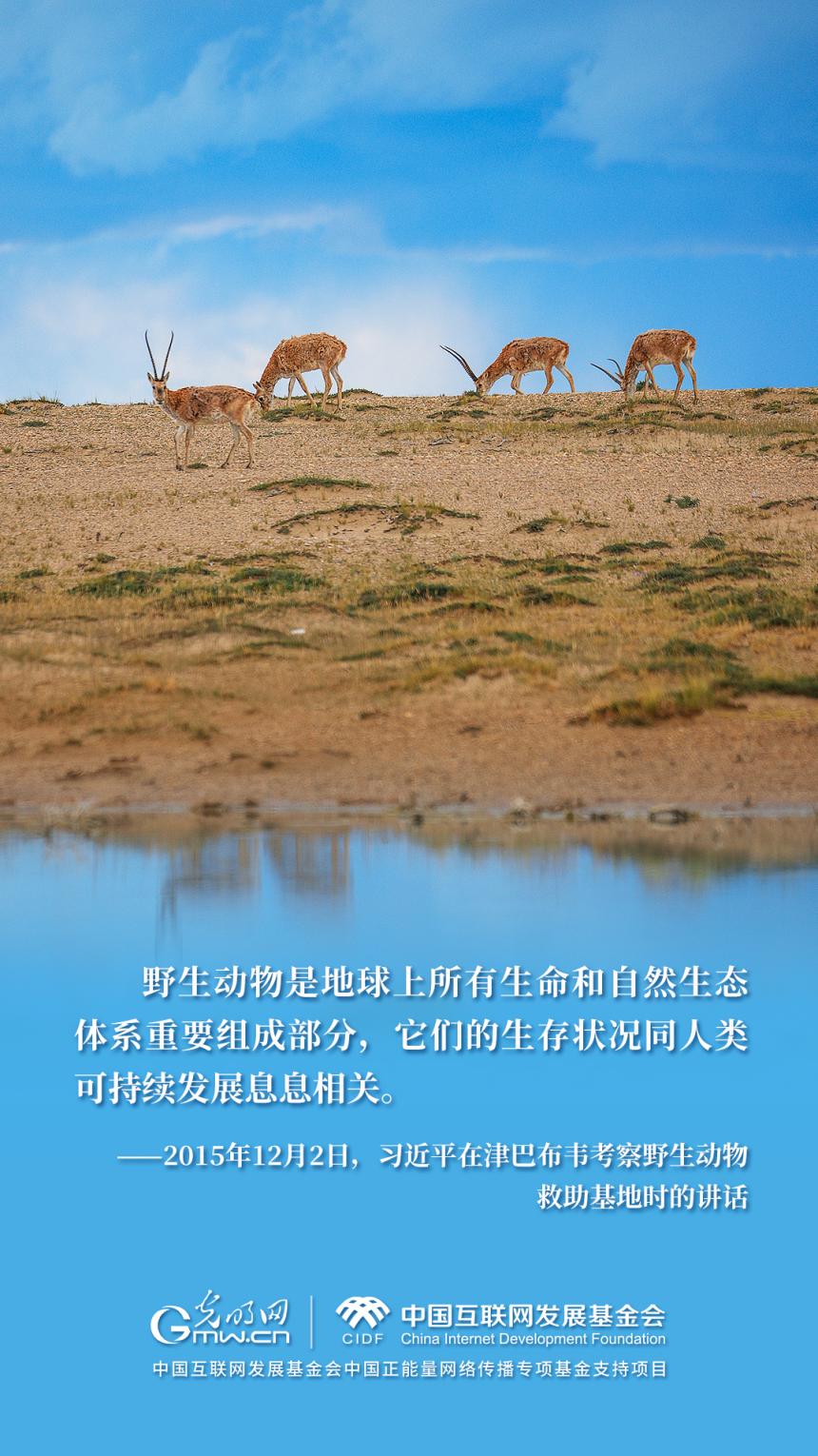 “两山”理念与美丽中国丨国家公园里，藏着野生动植物最动人的生机