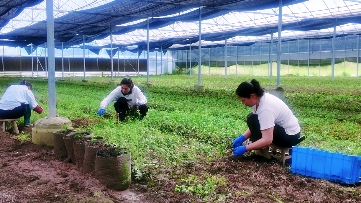 绿水青山“瞰”中国丨浙江松阳：从山野到药谷，林业共富园区点绿成金
