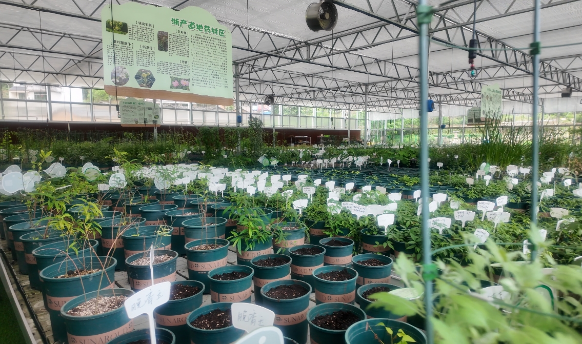 绿水青山“瞰”中国丨浙江松阳：从山野到药谷，林业共富园区点绿成金