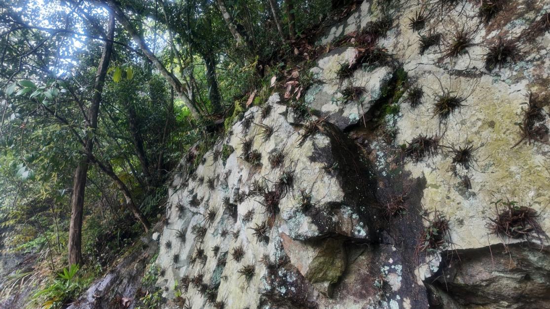 绿水青山“瞰”中国丨小石斛撬动大产业，崖壁长出“黄金草”