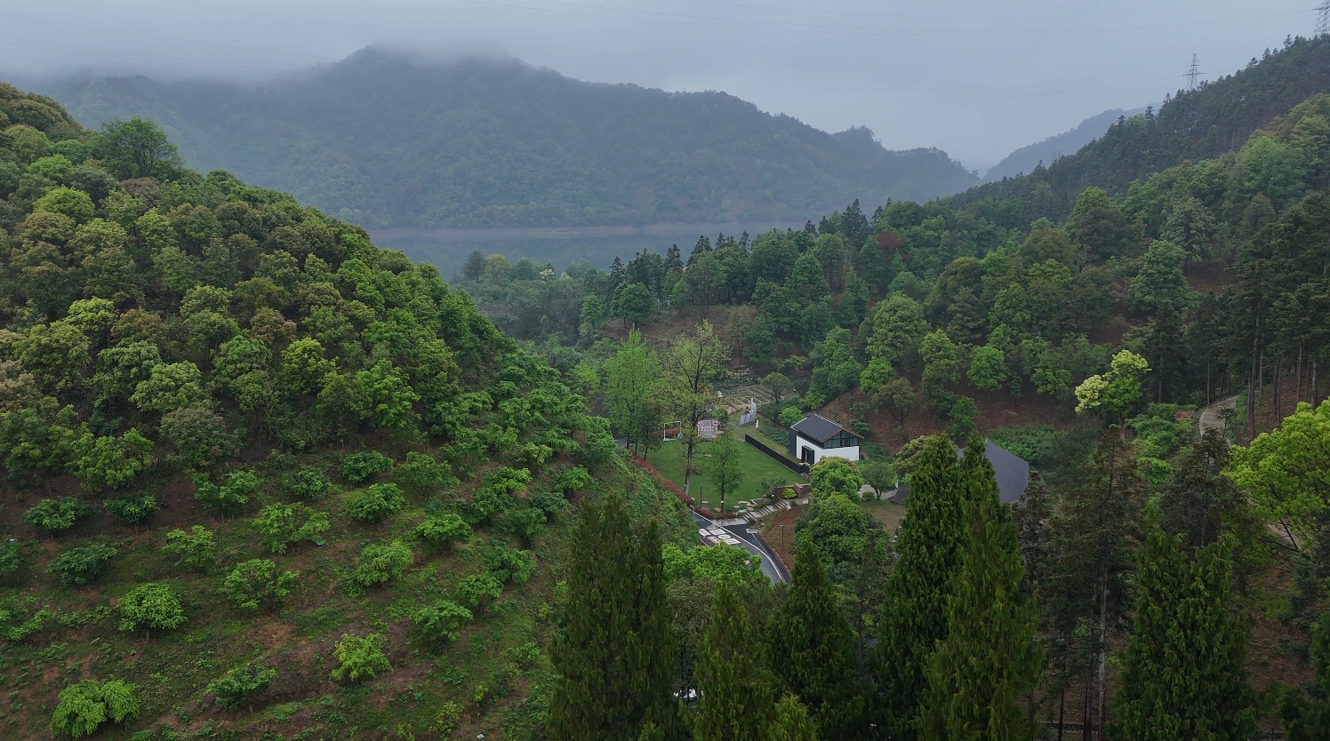 绿水青山“瞰”中国丨浙江淳安：林下复合经营 绿富协同谱新篇