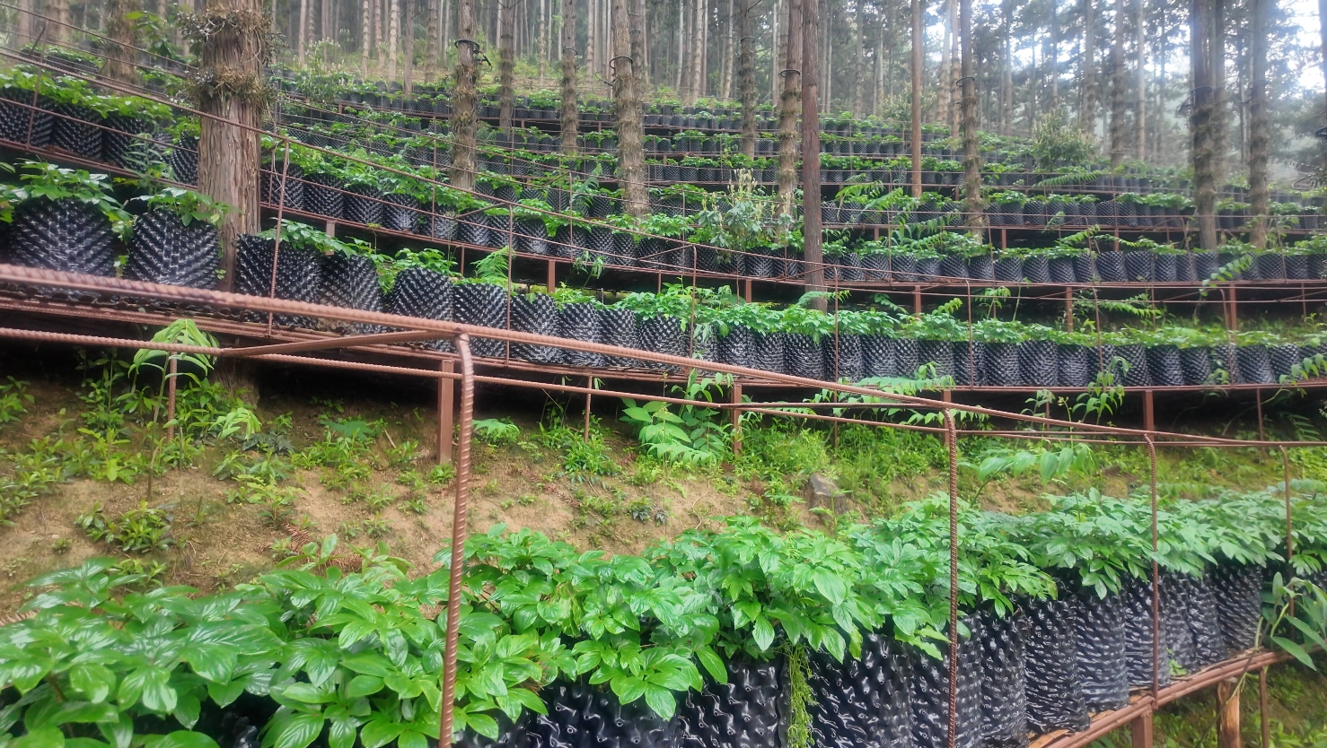 绿水青山“瞰”中国丨浙江淳安：林下复合经营 绿富协同谱新篇