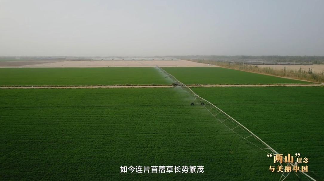 “两山”理念与美丽中国丨塔克拉玛干边缘，种出万亩“致富草”