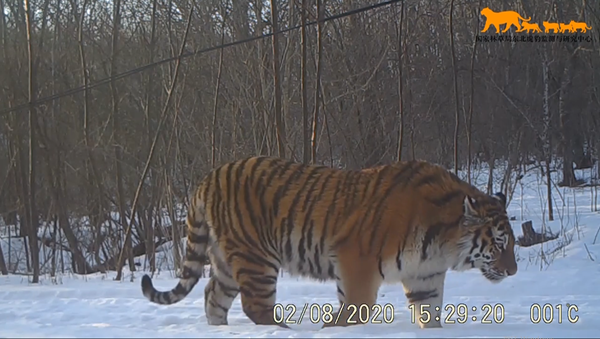 吉林：加大野生动物管控 东北虎豹种群数量增长