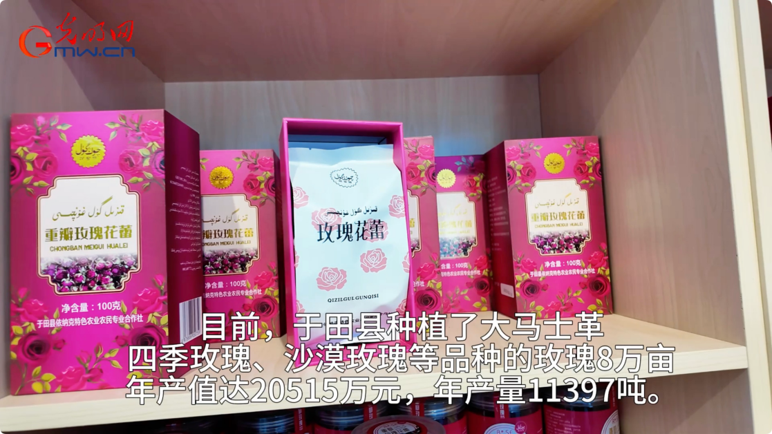 “三北”工程·绿意生金丨沙海中的“致富”玫瑰