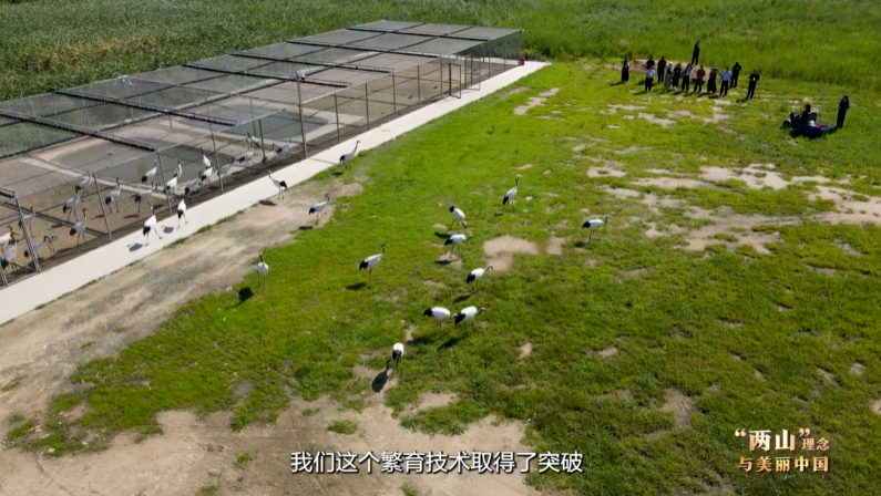 绿水青山“瞰”中国丨“退养还湿”再造候鸟生态家园
