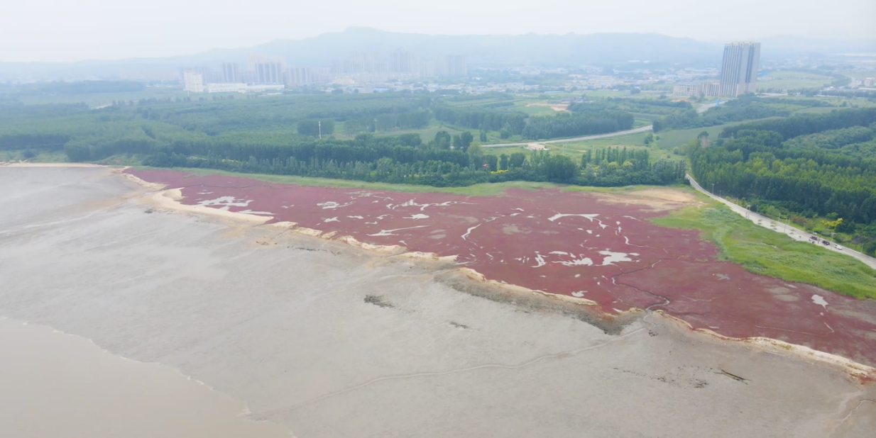 绿水青山“瞰”中国丨潮间新生：让“自然野趣”唤醒海岸生机