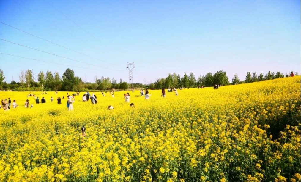 绿脉穿城，幸福栖居｜九楔赋能人居环境升级